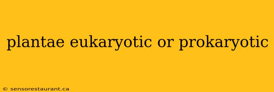 plantae eukaryotic or prokaryotic