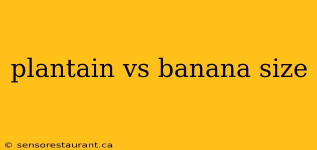 plantain vs banana size