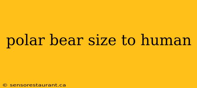 polar bear size to human