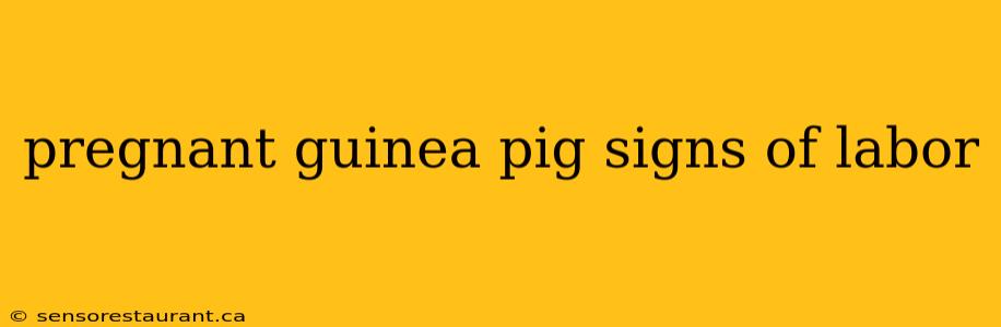 pregnant guinea pig signs of labor