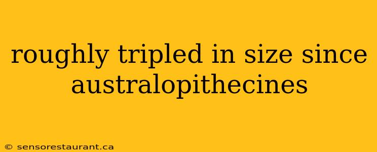 roughly tripled in size since australopithecines