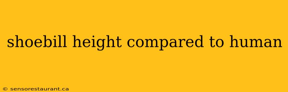 shoebill height compared to human