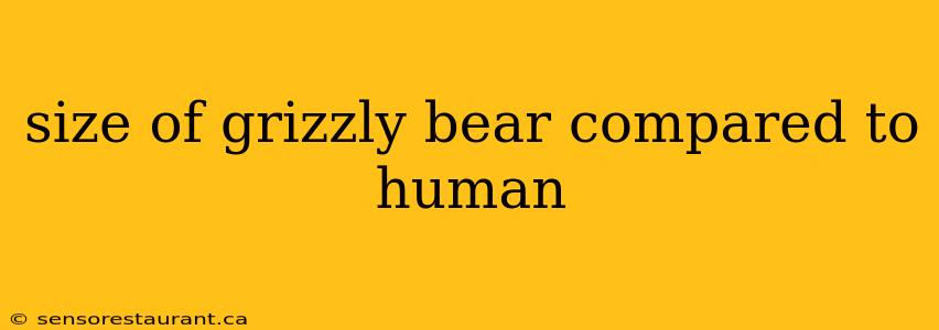 size of grizzly bear compared to human