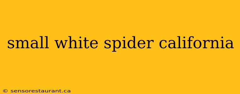 small white spider california