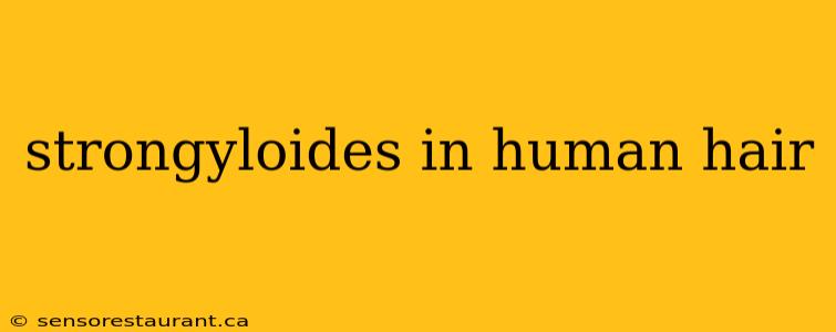 strongyloides in human hair