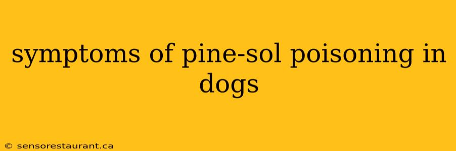 symptoms of pine-sol poisoning in dogs