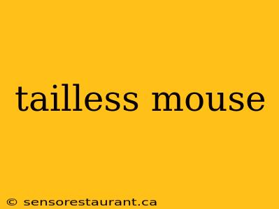 tailless mouse