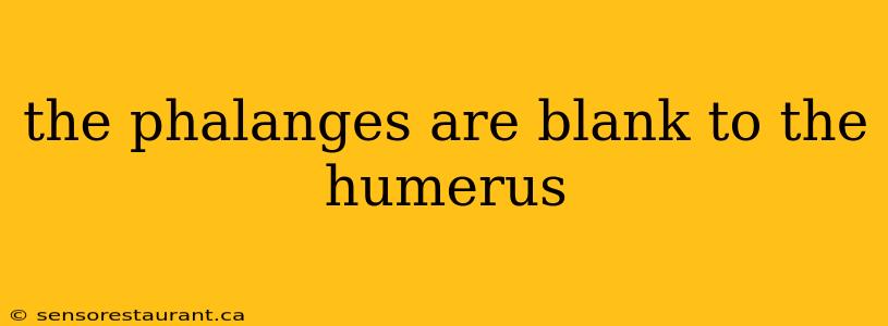 the phalanges are blank to the humerus