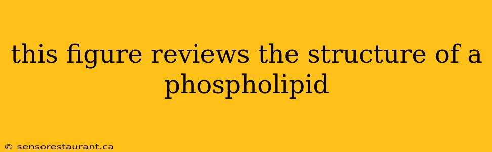 this figure reviews the structure of a phospholipid