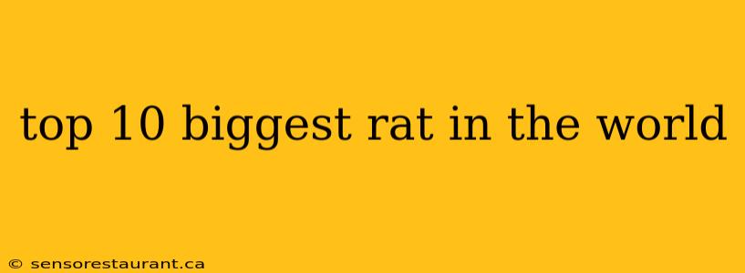 top 10 biggest rat in the world