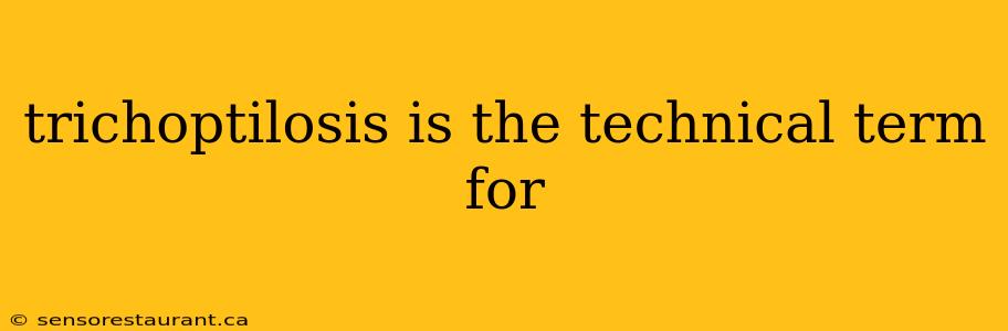 trichoptilosis is the technical term for