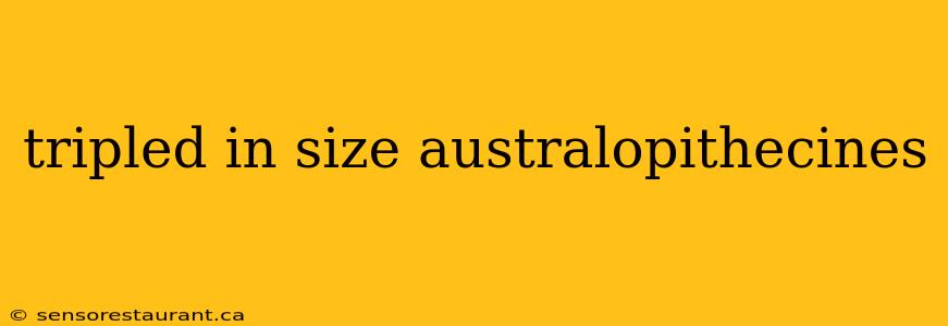 tripled in size australopithecines