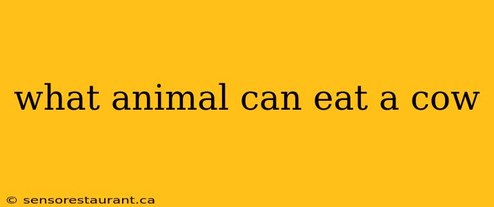 what animal can eat a cow