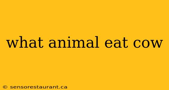 what animal eat cow