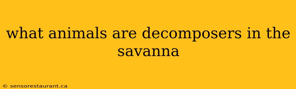 what animals are decomposers in the savanna