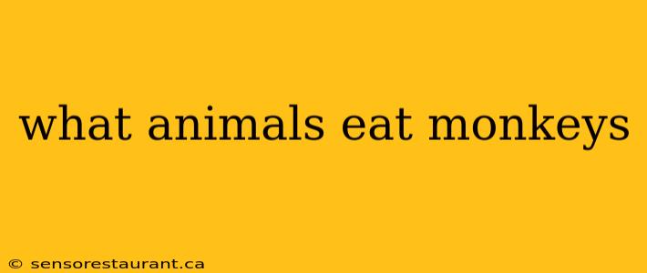 what animals eat monkeys