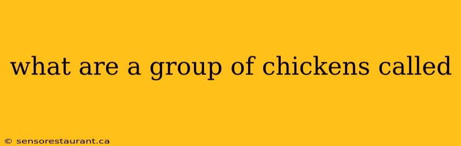 what are a group of chickens called