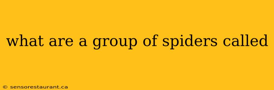 what are a group of spiders called