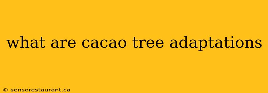 what are cacao tree adaptations