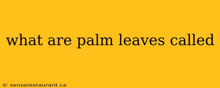 what are palm leaves called