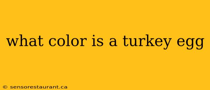 what color is a turkey egg