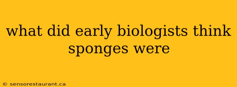 what did early biologists think sponges were