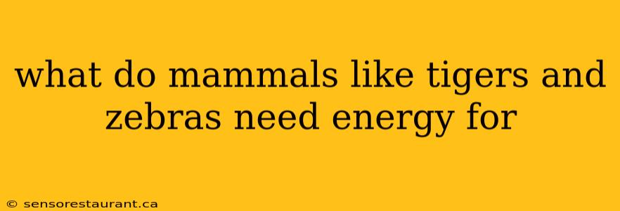 what do mammals like tigers and zebras need energy for