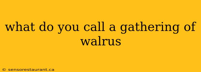 what do you call a gathering of walrus