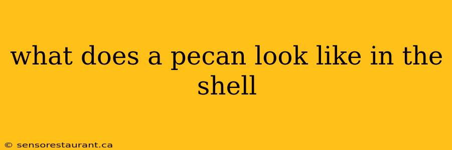 what does a pecan look like in the shell