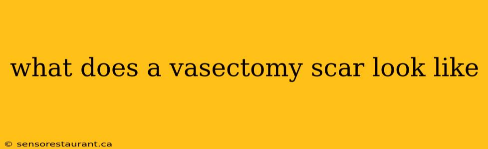 what does a vasectomy scar look like