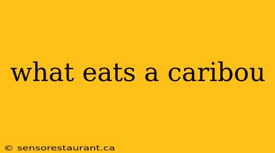 what eats a caribou