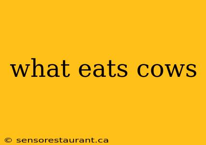 what eats cows