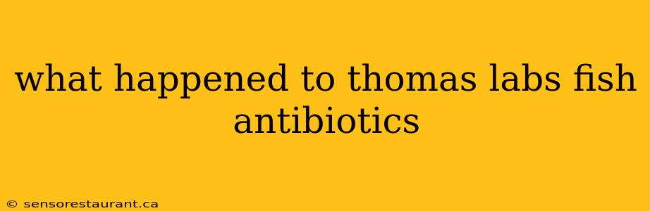 what happened to thomas labs fish antibiotics