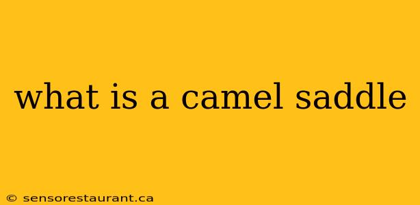 what is a camel saddle