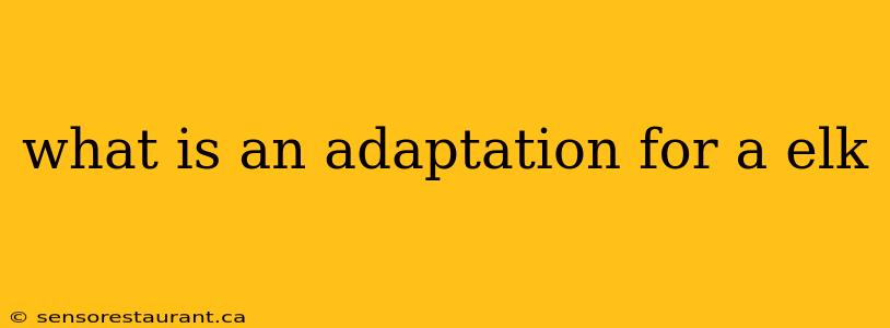 what is an adaptation for a elk