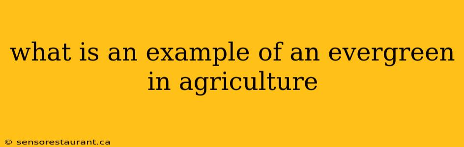 what is an example of an evergreen in agriculture