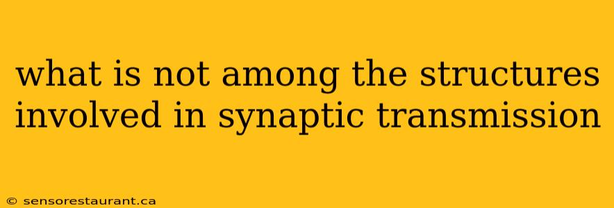 what is not among the structures involved in synaptic transmission