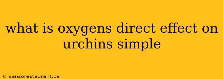 what is oxygens direct effect on urchins simple