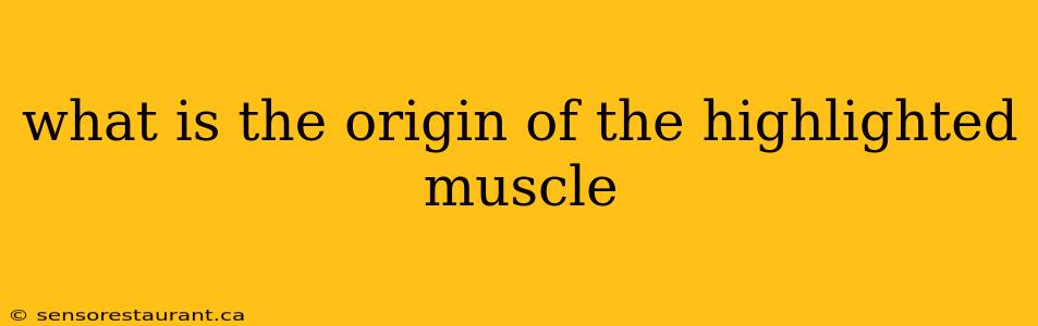 what is the origin of the highlighted muscle