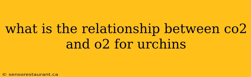 what is the relationship between co2 and o2 for urchins