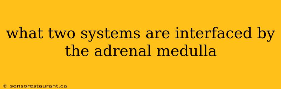 what two systems are interfaced by the adrenal medulla