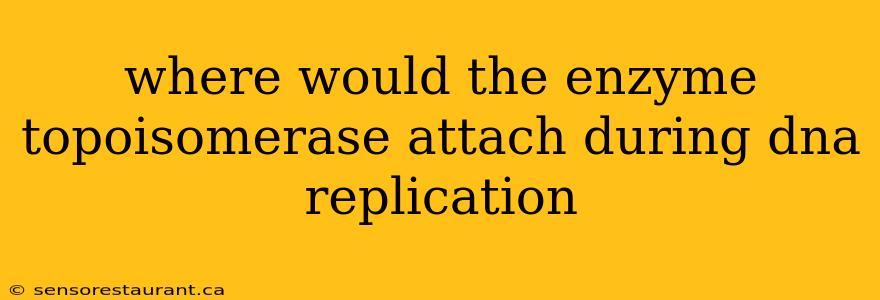 where would the enzyme topoisomerase attach during dna replication