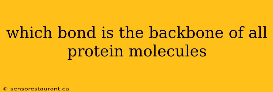 which bond is the backbone of all protein molecules