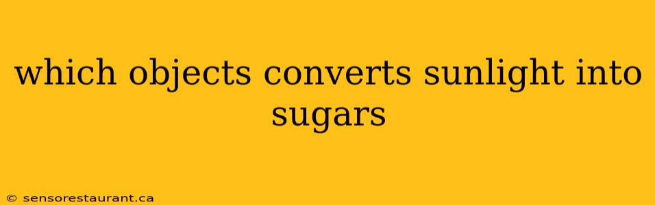 which objects converts sunlight into sugars