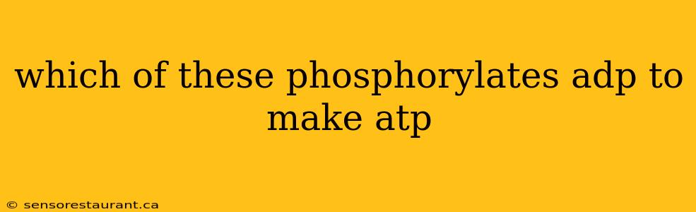 which of these phosphorylates adp to make atp