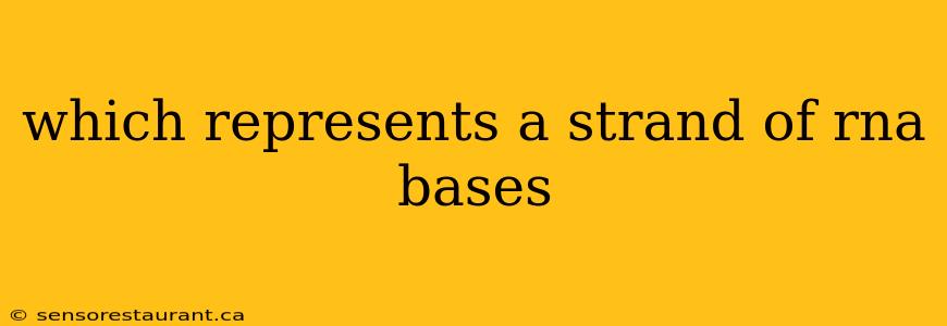 which represents a strand of rna bases