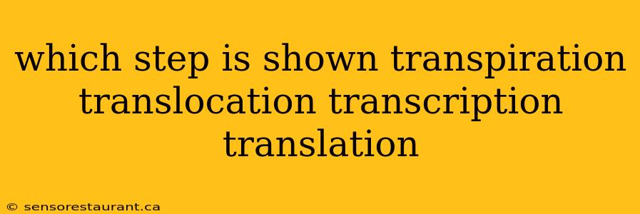 which step is shown transpiration translocation transcription translation