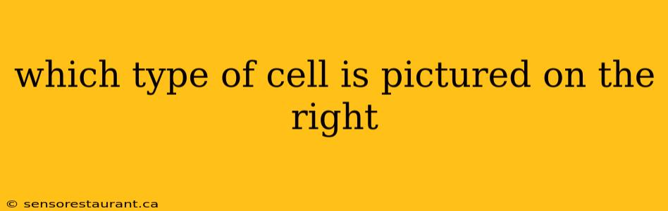 which type of cell is pictured on the right