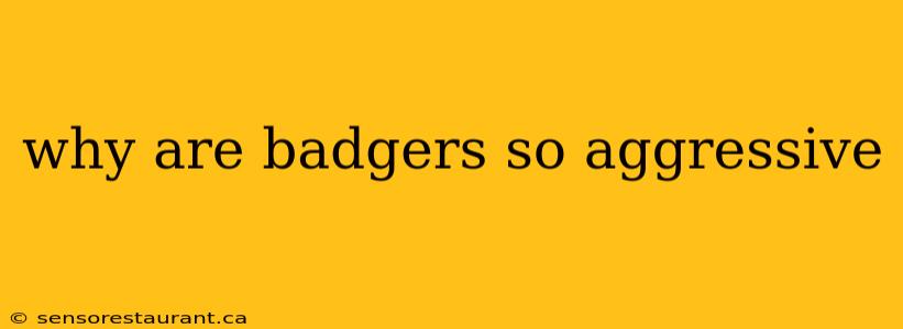 why are badgers so aggressive