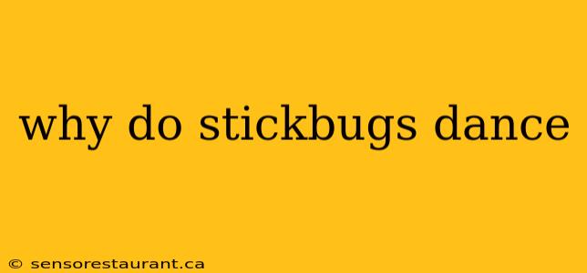 why do stickbugs dance